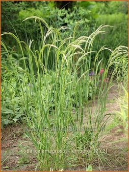 Stipa calamagrostis &#039;Lemperg&#039; | Vedergras | Silber&auml;hrengras