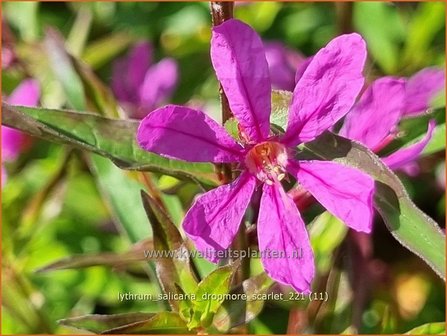 Lythrum salicaria &amp;#39;Dropmore Scarlet&amp;#39; | Grote kattenstaart, Kattenstaart | Blutweiderich