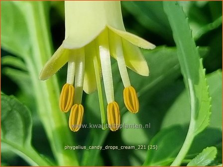 Phygelius &amp;#39;Candy Drops Cream&amp;#39; | Kaapse fuchsia | Kapfuchsie