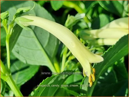 Phygelius &amp;#39;Candy Drops Cream&amp;#39; | Kaapse fuchsia | Kapfuchsie