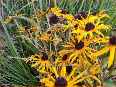 Rudbeckia fulgida &#039;Forever Gold&#039; | Zonnehoed | Gew&ouml;hnlicher Sonnenhut | Black Eyed Susan