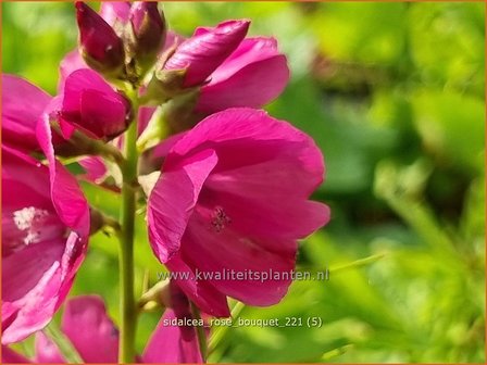 Sidalcea &amp;#39;Rose Bouquet&amp;#39; | Griekse malva, Prairiemalva | Pr&auml;riemalve