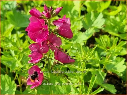 Sidalcea &amp;#39;Rose Bouquet&amp;#39; | Griekse malva, Prairiemalva | Pr&auml;riemalve