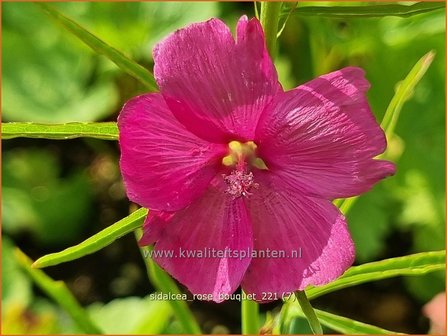 Sidalcea &amp;#39;Rose Bouquet&amp;#39; | Griekse malva, Prairiemalva | Pr&auml;riemalve