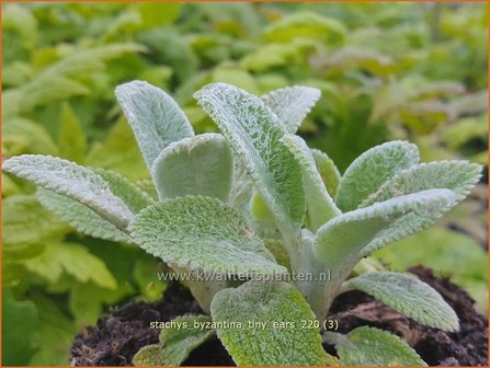 Stachys byzantina &amp;#39;Tiny Ears&amp;#39; | Ezelsoor, Berenoor, Andoorn | Wollziest