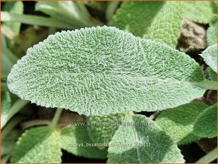 Stachys byzantina &amp;#39;Tiny Ears&amp;#39; | Ezelsoor, Berenoor, Andoorn | Wollziest