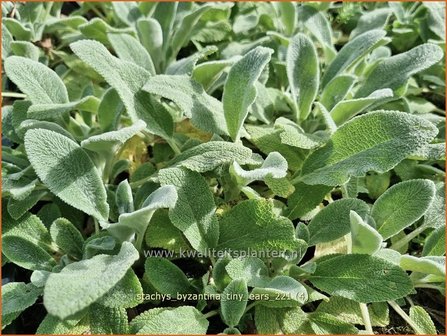 Stachys byzantina &amp;#39;Tiny Ears&amp;#39; | Ezelsoor, Berenoor, Andoorn | Wollziest