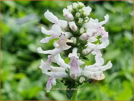 Stachys officinalis &amp;#39;Alba&amp;#39; | Betonie, Koortskruid, Andoorn | Echter Ziest