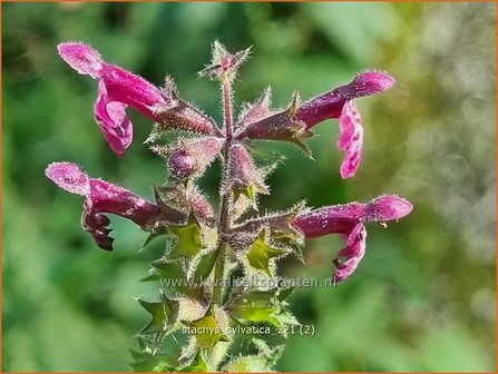 Stachys sylvatica