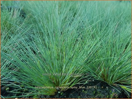 Corynephorus canescens &#039;Spiky Blue&#039; | Buntgras | Silbergras