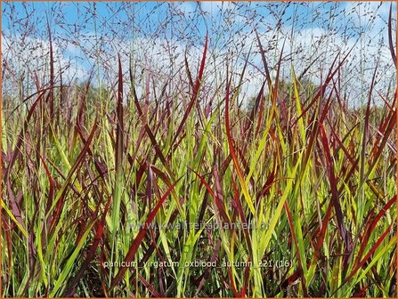 Panicum virgatum &#039;Oxblood Autumn&#039; | Vingergras, Parelgierst | Rutenhirse