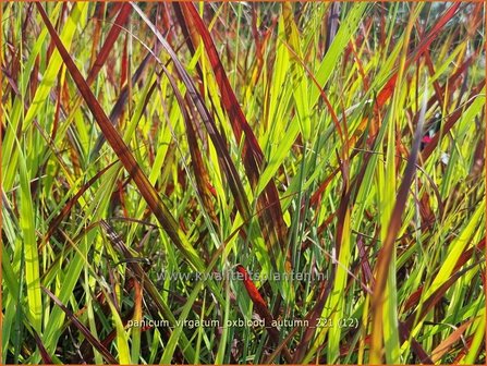 Panicum virgatum &#039;Oxblood Autumn&#039; | Vingergras, Parelgierst | Rutenhirse