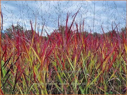 Panicum virgatum &#039;Oxblood Autumn&#039; | Vingergras, Parelgierst | Rutenhirse