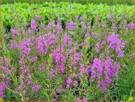 Lythrum virgatum &#039;Hel&egrave;ne&#039; | Fijne kattenstaart, Kattenstaart | Ruten-Weiderich