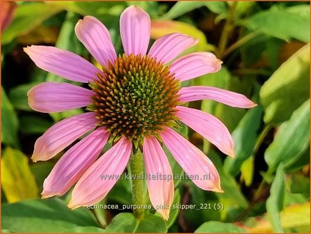 Echinacea purpurea &#039;Pink Skipper&#039; | Rode zonnehoed, Zonnehoed | Roter Sonnenhut