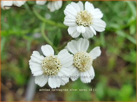 Achillea cartilaginea &#039;Silver Spray&#039; | Hemdsknoopjes, Bertram, Duizendblad | Knorbelbl&auml;ttrige Garbe