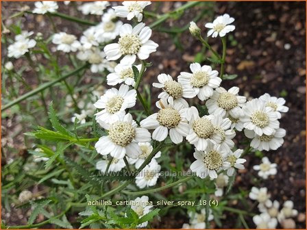 Achillea cartilaginea &#039;Silver Spray&#039; | Hemdsknoopjes, Bertram, Duizendblad | Knorbelbl&auml;ttrige Garbe