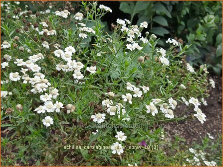 Achillea cartilaginea &#039;Silver Spray&#039; | Hemdsknoopjes, Bertram, Duizendblad | Knorbelbl&auml;ttrige Garbe