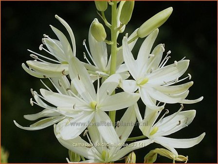 Camassia leichtlinii &#039;Alba&#039; | Prairielelie