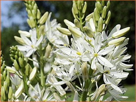 Camassia leichtlinii &#039;Alba&#039; | Prairielelie