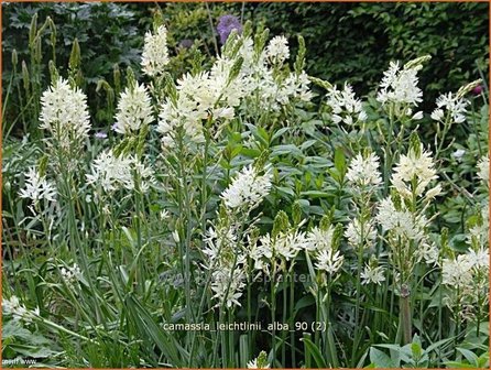 Camassia leichtlinii &#039;Alba&#039; | Prairielelie