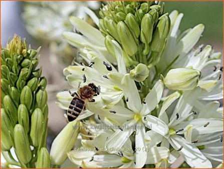 Camassia leichtlinii &#039;Alba&#039; | Prairielelie