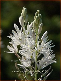 Camassia leichtlinii &#039;Alba&#039; | Prairielelie