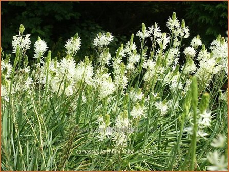 Camassia leichtlinii &#039;Alba&#039; | Prairielelie