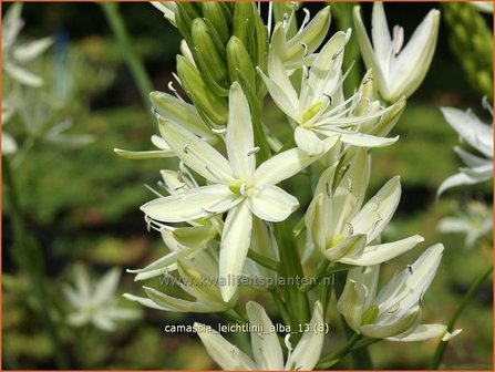 Camassia leichtlinii &#039;Alba&#039; | Prairielelie