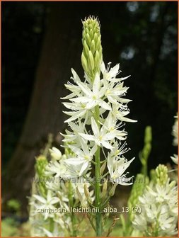 Camassia leichtlinii &#039;Alba&#039; | Prairielelie