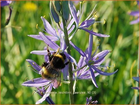 Camassia leichtlinii &#039;Caerulea&#039; | Prairielelie