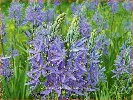 Camassia leichtlinii &#039;Caerulea&#039; | Prairielelie