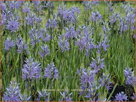 Camassia leichtlinii &#039;Caerulea&#039; | Prairielelie, Indianenlelie