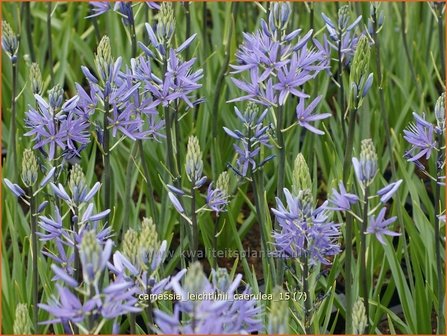 Camassia leichtlinii &#039;Caerulea&#039; | Prairielelie, Indianenlelie