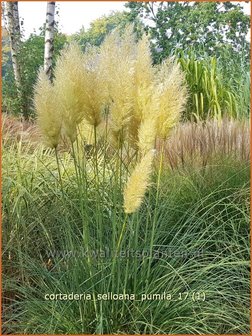 Cortaderia selloana &#039;Pumila&#039; | Pampasgras | Pampasgras