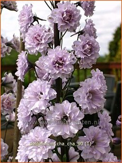 Delphinium &#039;Cha Cha&#039; | Ridderspoor