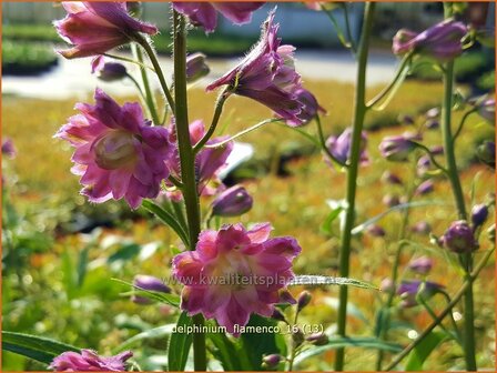 Delphinium &#039;Flamenco&#039; | Ridderspoor | Rittersporn