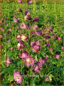 Delphinium &#039;Flamenco&#039; | Ridderspoor | Rittersporn