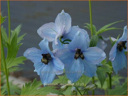 Delphinium &#039;Morgentau&#039; | Ridderspoor