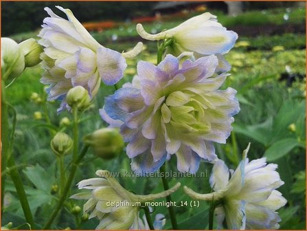 Delphinium &#039;Moonlight&#039; | Ridderspoor