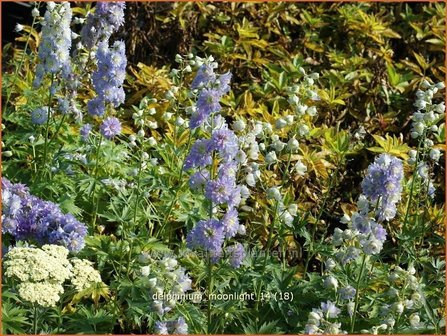 Delphinium &#039;Moonlight&#039; | Ridderspoor