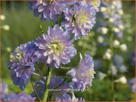 Delphinium &#039;Moonlight&#039; | Ridderspoor