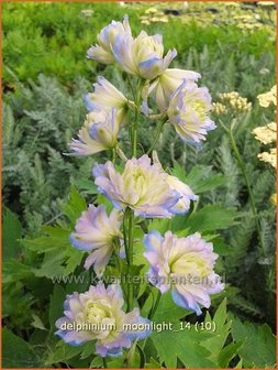 Delphinium &#039;Moonlight&#039; | Ridderspoor