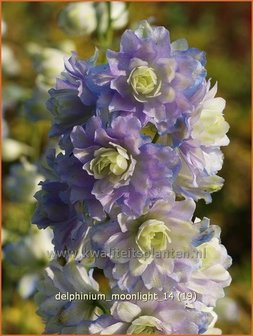 Delphinium &#039;Moonlight&#039; | Ridderspoor