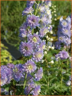 Delphinium &#039;Moonlight&#039; | Ridderspoor