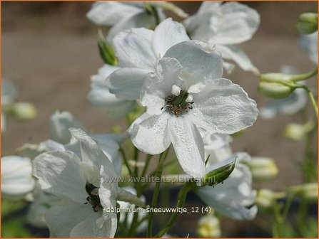 Delphinium &#039;Sneeuwwitje&#039; | Ridderspoor