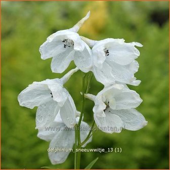 Delphinium &#039;Sneeuwwitje&#039; | Ridderspoor