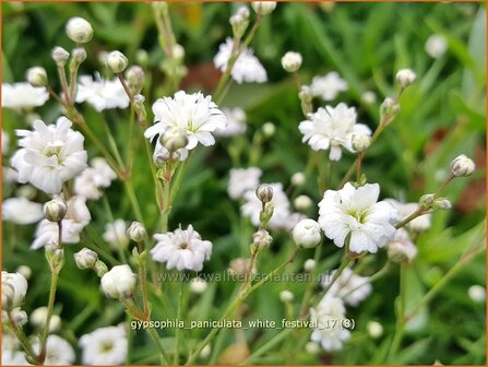 Gypsophila paniculata &#039;Festival White Flare&#039; | Pluimgipskruid, Gipskruid | Rispiges Schleierkraut