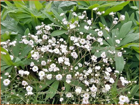 Gypsophila paniculata &#039;Festival White Flare&#039; | Pluimgipskruid, Gipskruid | Rispiges Schleierkraut