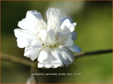 Gypsophila paniculata &#039;Bristol Fairy&#039; | Gipskruid